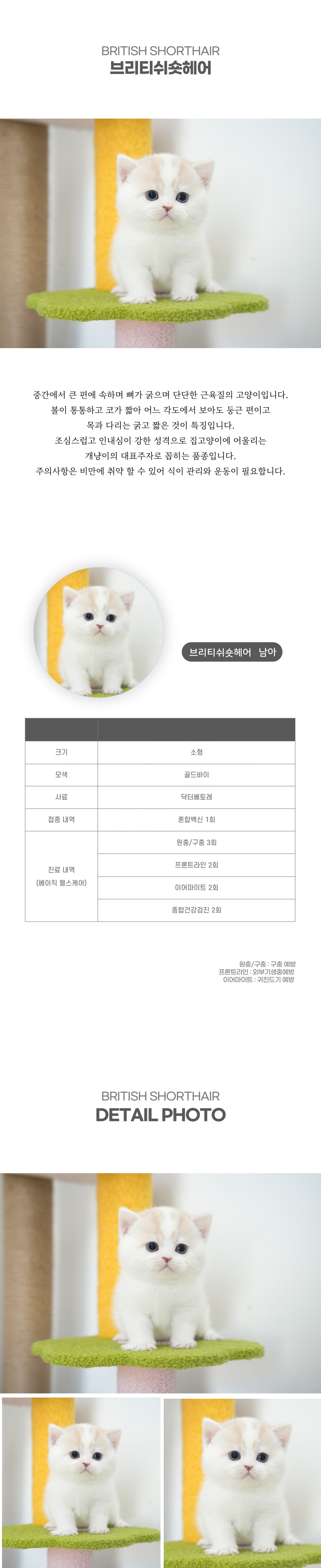 브리티쉬숏헤어_상세이미지_2